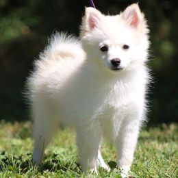 Mercedes - White female Pomsky puppy in Missouri from Husky Hill Kennel