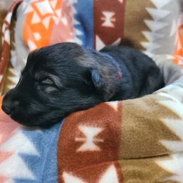 Dark Purple Collar - Sable male German Shepherd puppy in Cadet, Missouri from Working Valley Shepherds