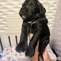 Goose - Lt. Blue Collar - Black and white male Portuguese Water Dog puppy in Colorado Springs, Colorado from Melissa's Portuguese Water Dogs
