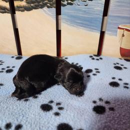 Smudge - Black and white male Shichon puppy in Imperial, Missouri from Shichon Teddybear  puppies of Miss