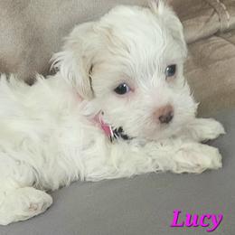 Lucy - White female Maltipoo puppy in Palm Coast, Florida from Doggies4you