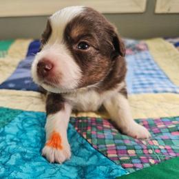 Sienna - Red tri female Miniature Australian Shepherd puppy in Dunnellon, Florida from Ever After Mini Aussies