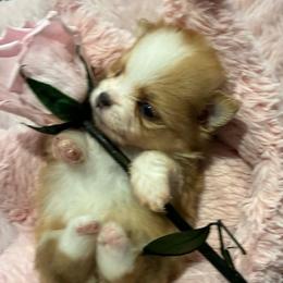 Rose Bud 'Rosie' - Orange parti female Pomeranian puppy in Palatka, Florida from Sugarland Pomeranians