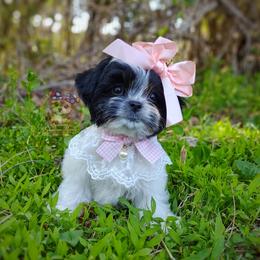 Companion Cross, Havanese, Mal-Shi, Maltese, Maltipoo, Morkie, and Shih Tzu Puppies from Seeking Shalom Acres Maltese, Maltipoos & Havamalts