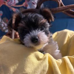 Mozi - Black tan and white male Biewer Terrier puppy in Fruitport, Michigan from Nest of Wellbeing’s Biewers