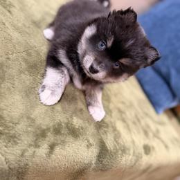 Bruno - Black male Pomsky puppy in Marshall, Minnesota from Miles of Smiles Pomskies