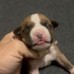Bellini - Red female American Staffordshire Terrier puppy in Marietta, Georgia from Ambition Amstaffs