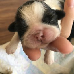Shih Tzu Puppies from Willow Lane Shih Tzus