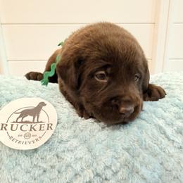 Green Collar Chocolate Female - Chocolate female Labrador Retriever puppy in Gainesville, Georgia from Rucker Retrievers