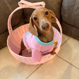 Minnie - Dachshund