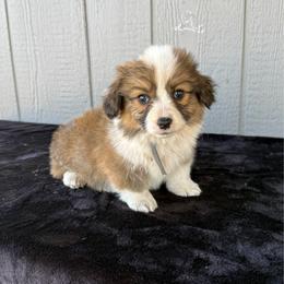 Cash - White and red male Pembroke Welsh Corgi puppy in Mc Cammon, Idaho from Sunny J Corgis and Mini Americans