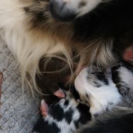 Miniature American Shepherds from EverSummer Minis