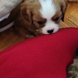 Boy 2 - Blenheim Cavalier King Charles Spaniel puppy in Federal Way, Washington from HRH Cavaliers