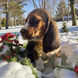 Eddie - Black white and brown male Basset Hound puppy in Inman, Nebraska from Sandhill Hounds of Nebraska