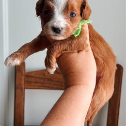 Junie - Lime collar girl - Red  female Goldendoodle puppy in Ruthorfordton, North Carolina from Duncan Doodles Goldendoodles