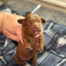 Tag - Red  male Goldendoodle puppy in Wharton, Texas from Little Fur Friends