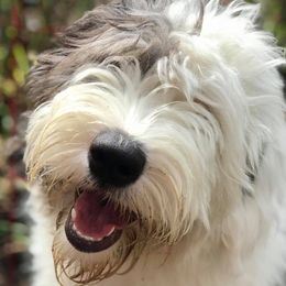 Old English Sheepdogs from Cheshire Old English Sheepdogs