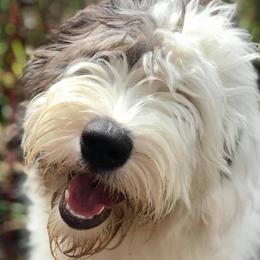 Old English Sheepdogs from Cheshire Old English Sheepdogs