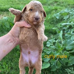 Curly Apricot - Yellow and white male Bernedoodle puppy in Graham, Texas from 2 Rose Ranch Doodles