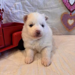 Lila - White female Pomsky puppy in Bucyrus, Missouri from Hill Top Pomskies