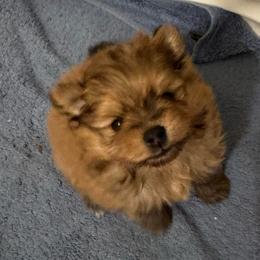 Tango - Cream sable male Pomeranian puppy in North Port, Florida from POMRITA POM’S
