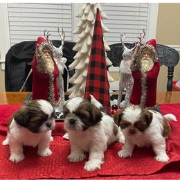 Shih Tzu Puppies from Starr Thomas