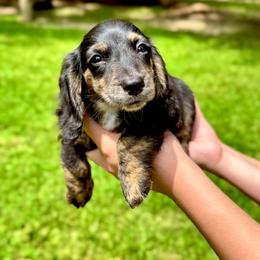 Padme AKC OFA CHIC - Black and tan female Dachshund puppy in El Dorado, Arkansas from LovelylilDoxies
