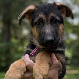 Josie - Black and tan female German Shepherd puppy in Florida from Best Shepherds