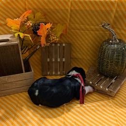 Gourd - Black white and tan male English Springer Spaniel puppy in Braidwood, Illinois from A & R Springers