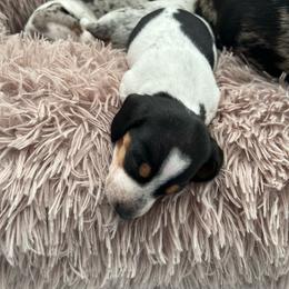 Boy 1 - Piebald male Dachshund puppy in Isabel, South Dakota from Blessed Beyond Doxies