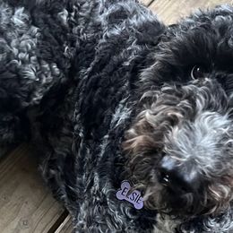 Goldendoodles from River Road Goldendoodles