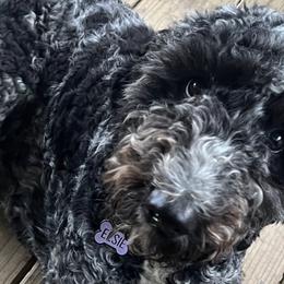 Goldendoodles from River Road Goldendoodles