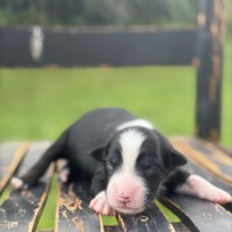 Gilmore - Black tri male Miniature Australian Shepherd puppy in Stuart, Virginia from Apple Tree Mini Aussies