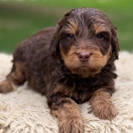 Green collar boy - Phantom male Bernedoodle puppy in Colorado Springs, Colorado from Mercy Mountain Bernedoodles