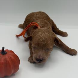 Pumpkin - Apricot female Poodle puppy in Southampton, New Jersey from Lavishly Loved Pets LLC