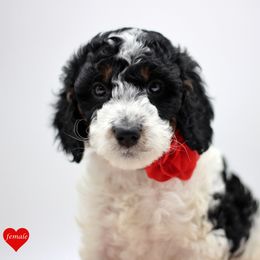 Miss Red - Black white and tan female English Springer Spaniel puppy in Kendall, New York from Family Raised Doodles