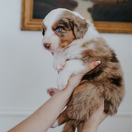 Australian Shepherd Puppies from Sky to Haven Aussies