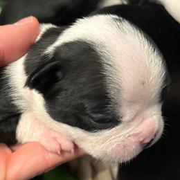 Boy 2 - Black and white male Boston Terrier puppy in Mc Donough, Georgia from Ballard Boston Terriers
