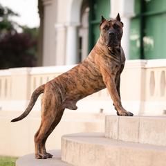 Ronin - Perro de Presa Canario