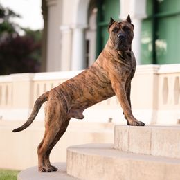 Ronin - Perro de Presa Canario