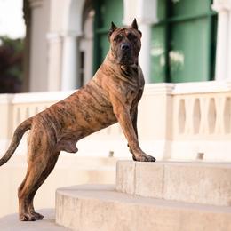Ronin - Perro de Presa Canario