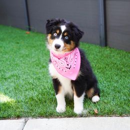 Golden Retriever, Miniature American Shepherd, and Siberian Husky Puppies from HuskiesAndGoldensWithFinesse
