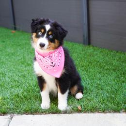 Golden Retriever, Miniature American Shepherd, and Siberian Husky Puppies from HuskiesAndGoldensWithFinesse