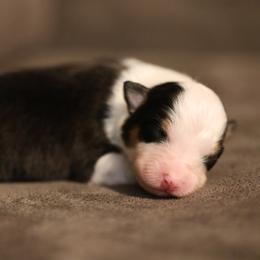 GABRIELA - Black tri-color female Australian Shepherd puppy in Cedar City, Utah from 10-BAR-Y RANCH