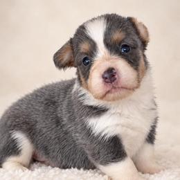 Jolene - Blue female Pembroke Welsh Corgi puppy in Beggs, Oklahoma from Blue Diamond Corgi’s
