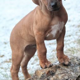 Rhodesian Ridgeback Puppies from Supernova Ridgebacks