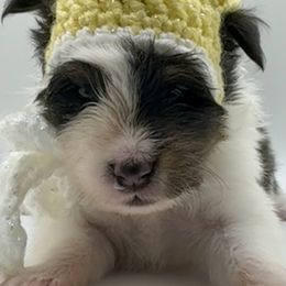 PROMISE - Black & tan female Toy Shetland Sheepdog puppy in Livonia, Michigan from M7’s Shelties, Toonies & AussieDoodles