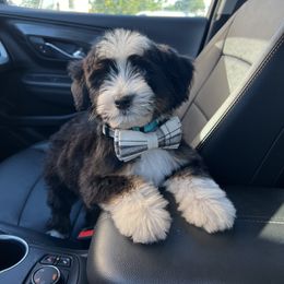Tucker - Bernedoodle
