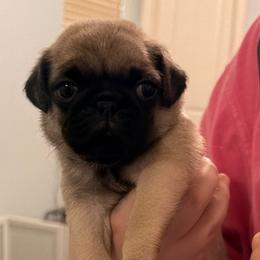 Jackson (Gray Collar) - Fawn male Pug puppy in Frisco, Texas from RD Pugs