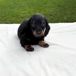 Smokey - Black and tan male Dachshund puppy in Athens, Alabama from Weidenthal Dachshunds
